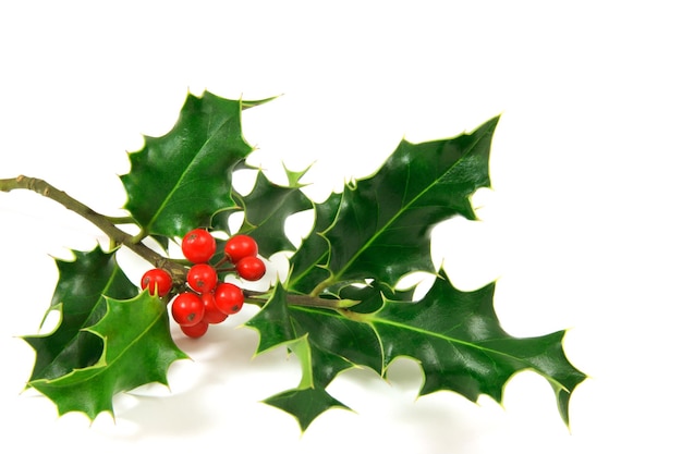 Holly branch over a white background