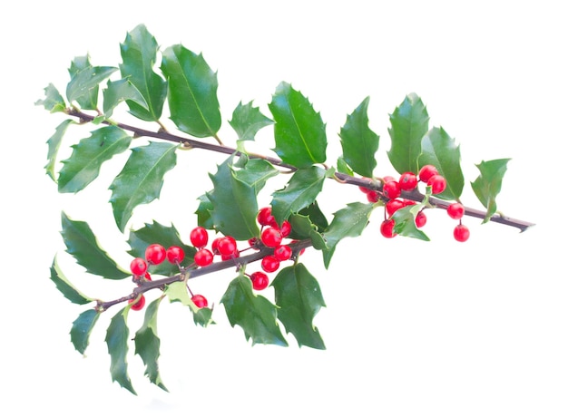 Holly branch