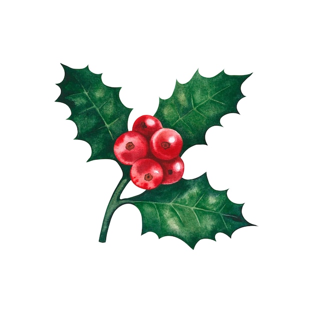 Holly Christmas berries. Watercolor illustration.