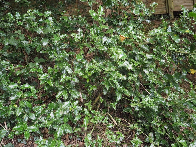 Photo holly plant leaves