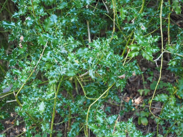 Holly plant leaves