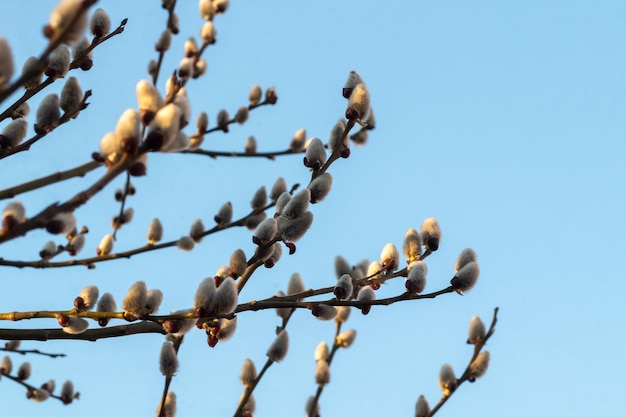 Holly willow or redleafed willow or red willow or shelyuga Latin Salix acutifolia