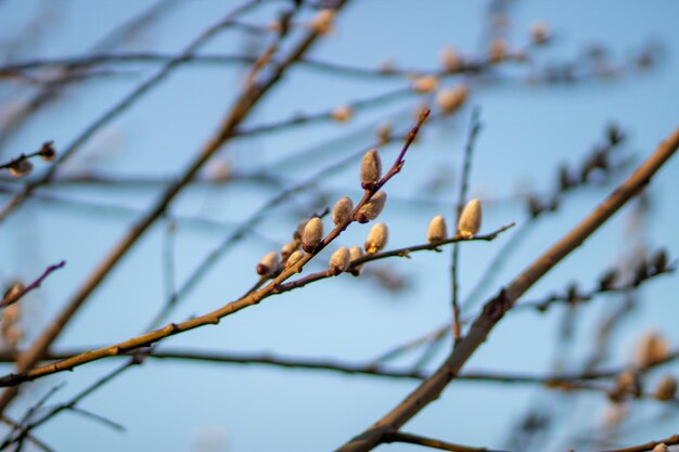 Holly willow or redleafed willow or red willow or shelyuga Latin Salix acutifolia