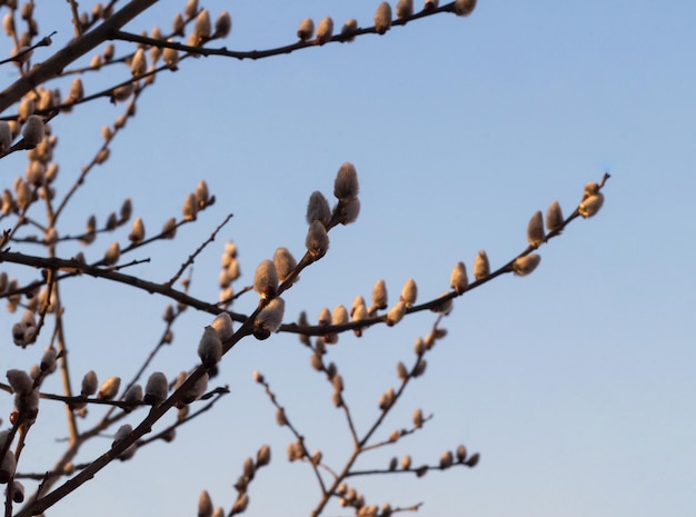 Holly willow or redleafed willow or red willow or shelyuga Latin Salix acutifolia