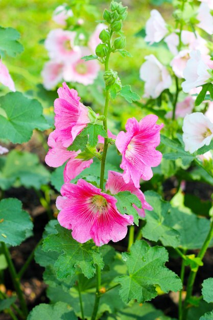 写真 公園でいているホリーホックの花