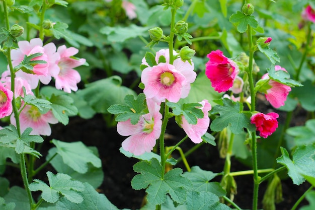 公園でいているホリーホックの花