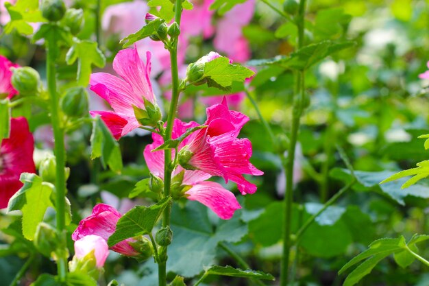 公園でいているホリーホックの花