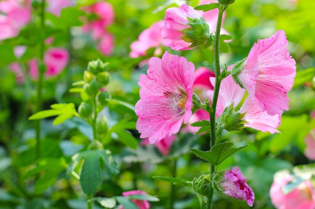 公園でいているホリーホックの花