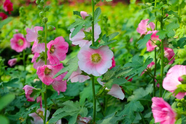 公園でいているホリーホックの花