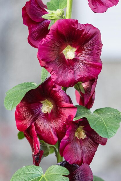 Foto rose di hollyhock da vicino bellissimi fiori di bordeaux