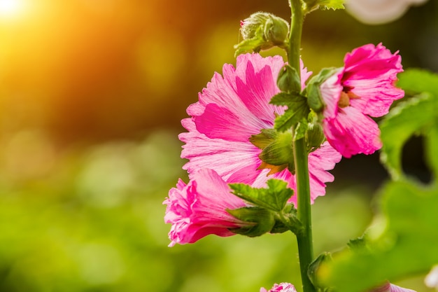 Hollyhocks flower of pink  color in the garden