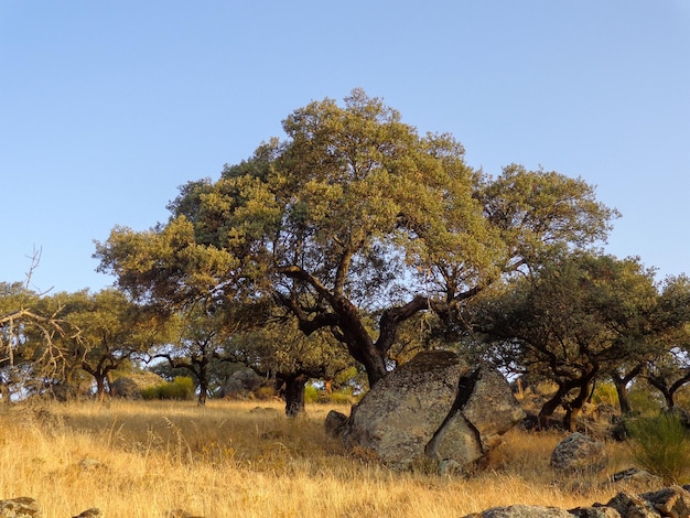 Holm oak growing from the crack of a rock