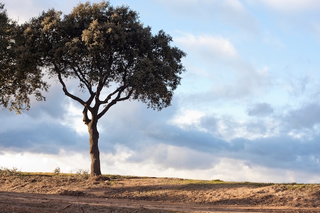 Holm oak on plowed field