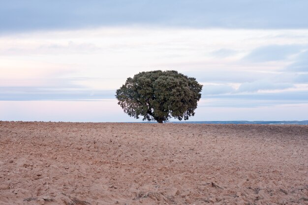 Holm oak on plowed field