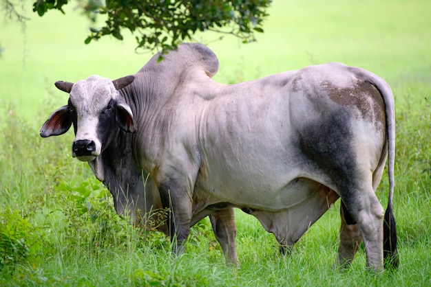 Корова голштинской коровы на летнем пастбище Корова на летнем пастбище концепция свежего коровьего молока