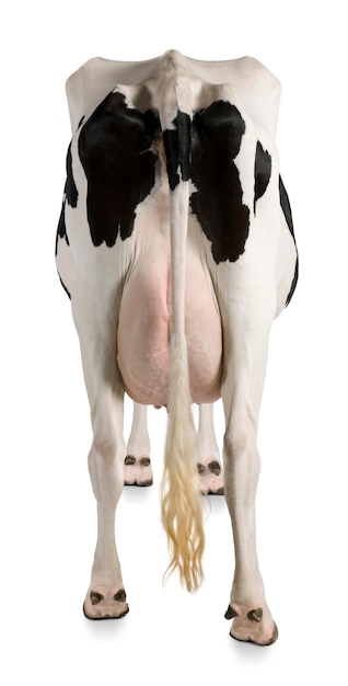 Holstein cow, standing