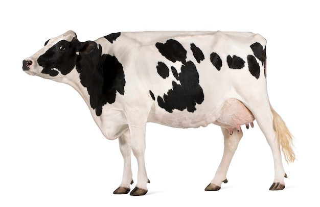 Holstein cow, standing