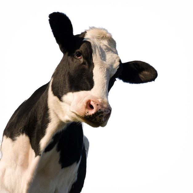 Holstein cow over white background