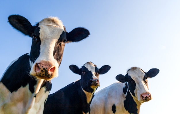 Photo holstein cows in the pasture with blue sky