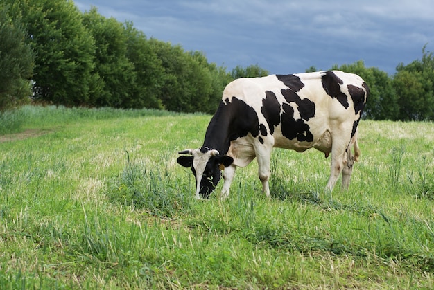 Holstein-Friesian 암소는 폭풍 전에 초원에서 풀을 먹는다.