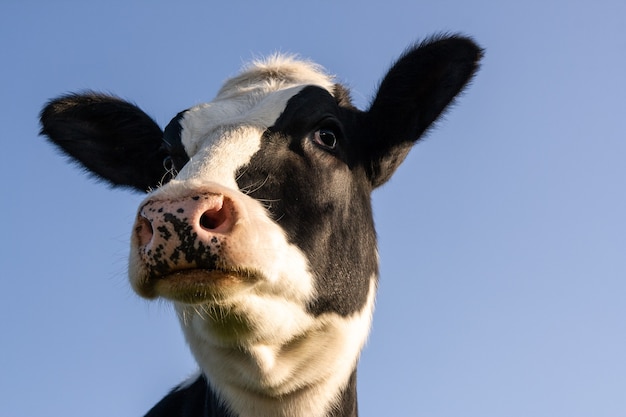 Holstein koe portret over blauwe achtergrond