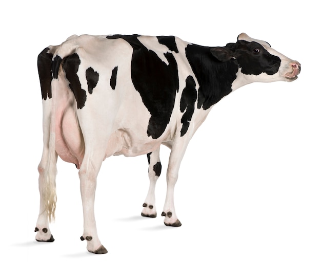 Holstein koe staande