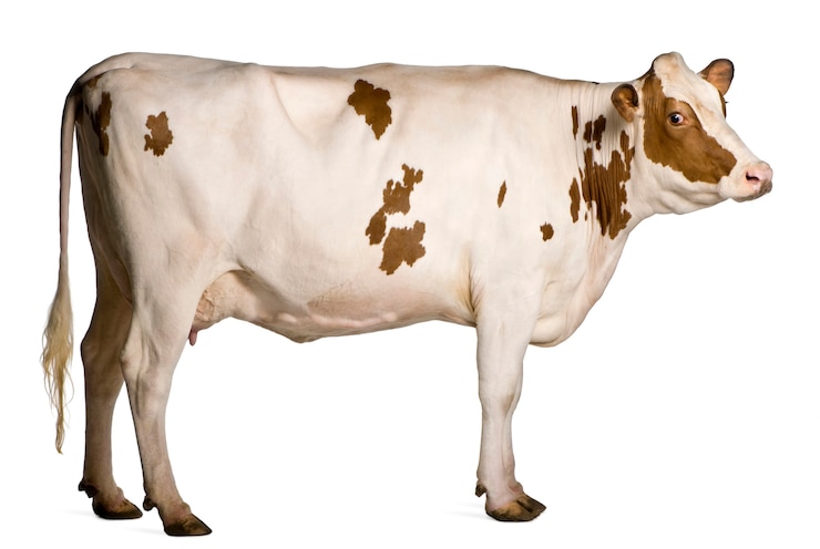 Foto holstein koe