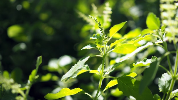 이런 바질 꽃. Ocimum sanctum의 꽃.