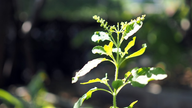 이런 바질 꽃. Ocimum sanctum의 꽃.