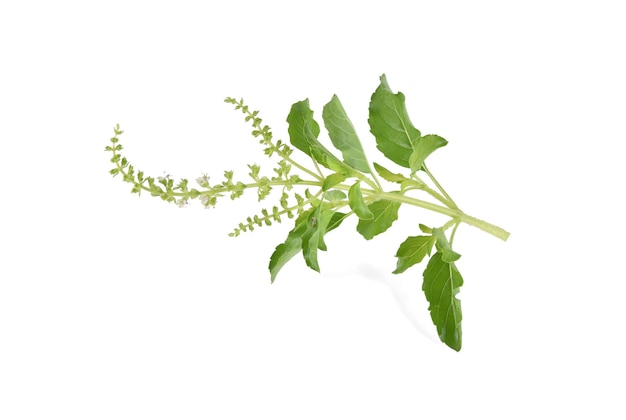 Holy Basil isolated on white background