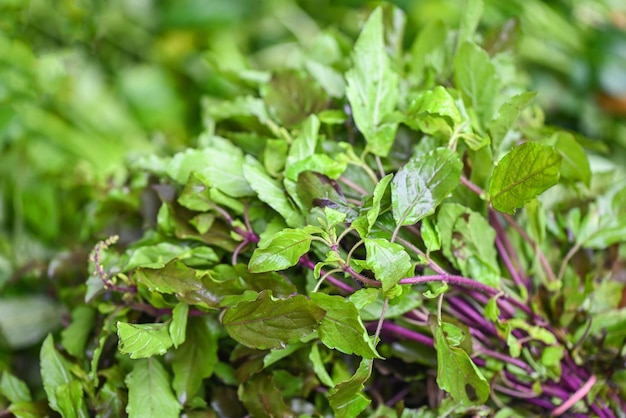 Photo holy basil leaf nature vegetable garden on vegetable market herb and food ocimum sanctum green sweet basil in thailand