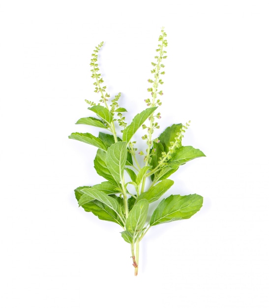 Holy basil leaves isolated