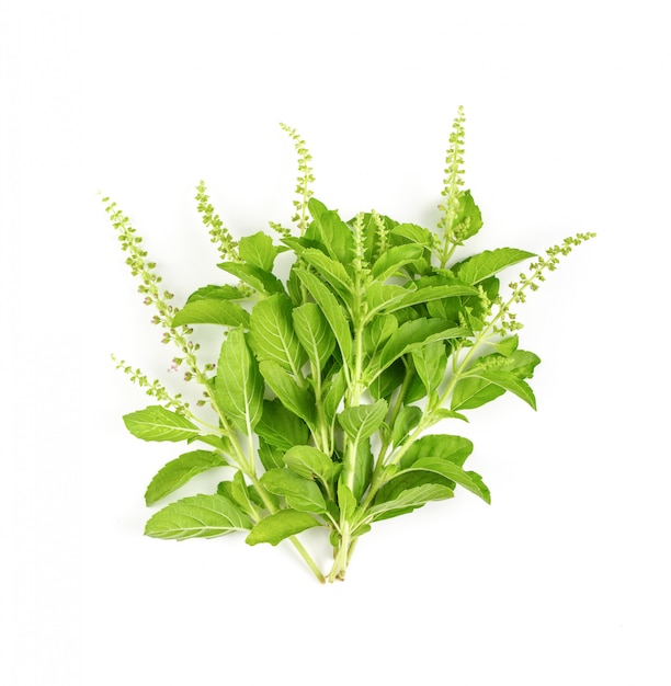 Holy basil leaves isolated