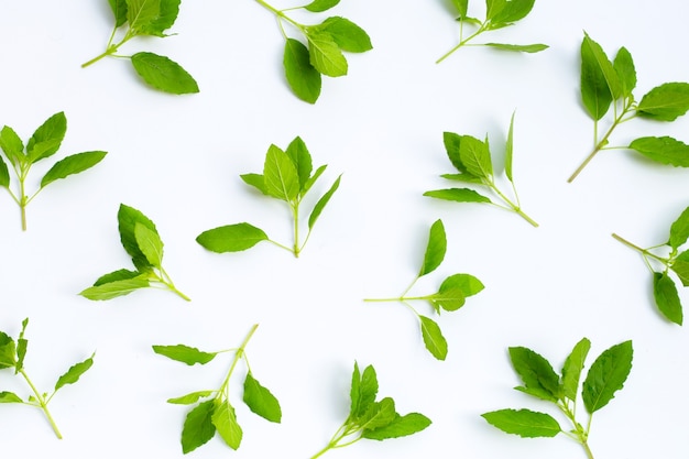 Holy basil leaves on white background.