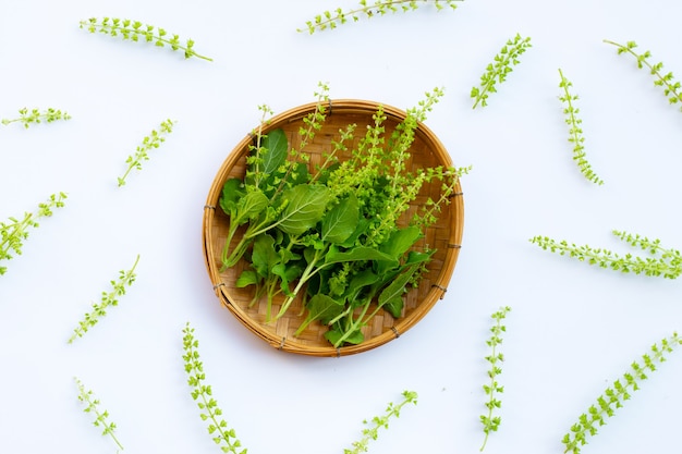 Holy basil leaves on white background.