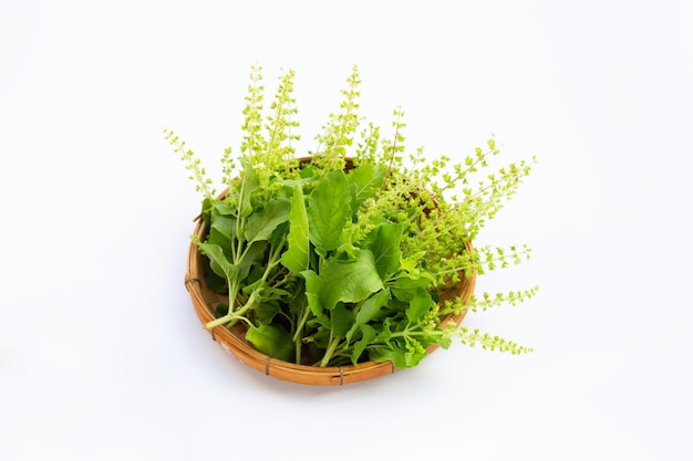 Holy basil leaves on white background