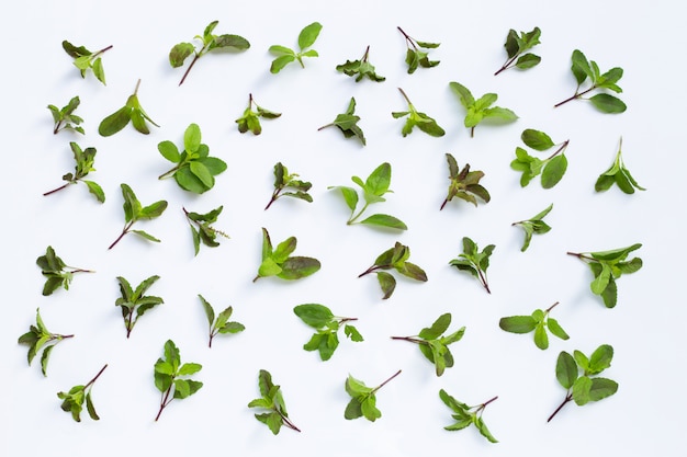 Holy basil leaves on white background.