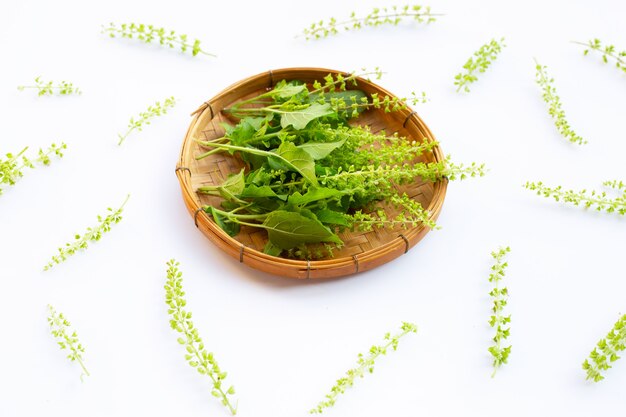 Holy basil leaves with flower on white surface