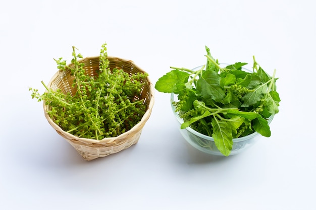 Holy basil leaves with flower on white surface