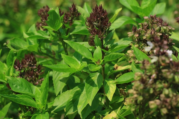 Holy Basil in organic farm Holy  Basil is a medicinal plant for cooking namely stirfried basil