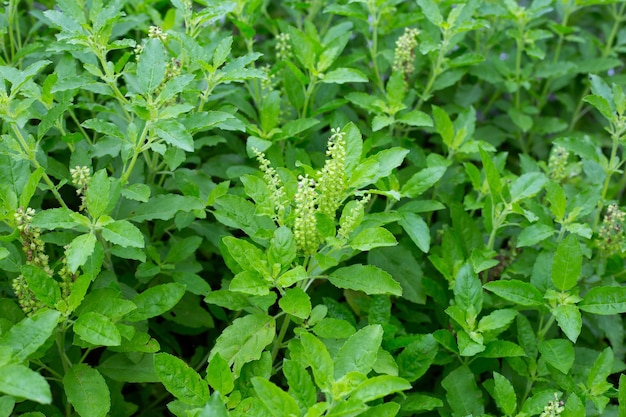 Holy basil plant in the garden