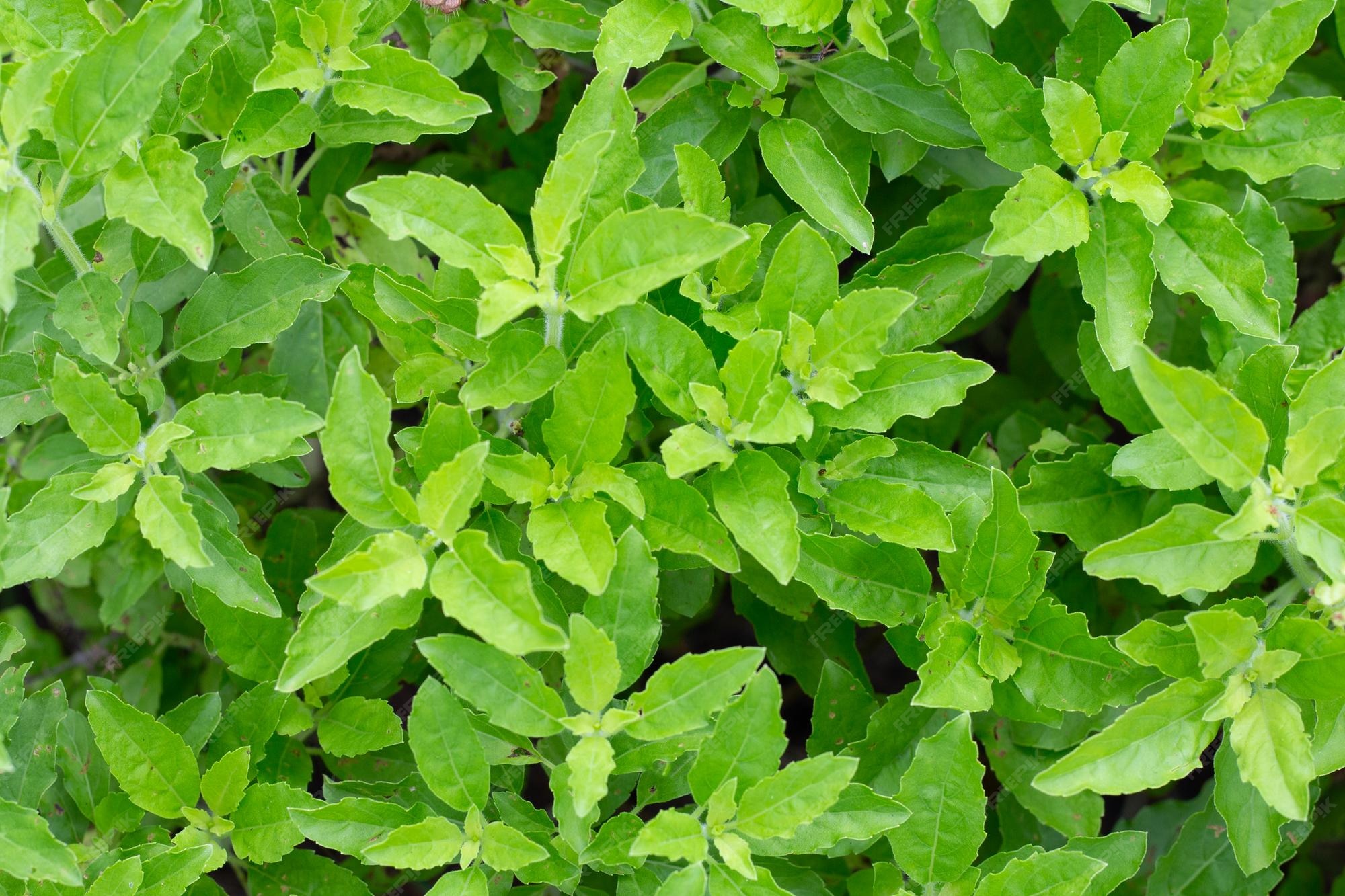 Premium Photo Holy Basil Plant In The Garden premium-photo-holy-basil-plant-in-the-garden