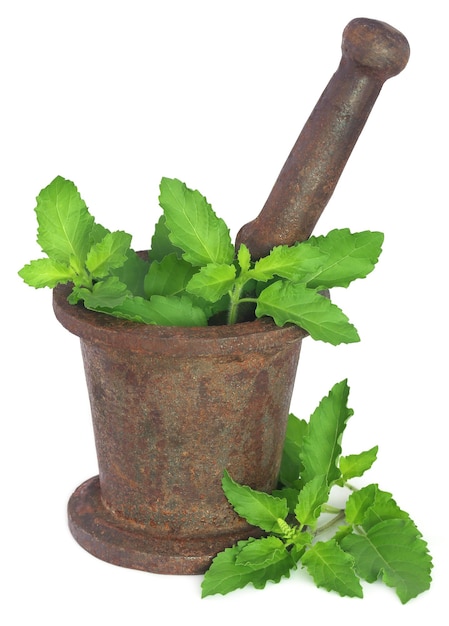 Holy basil or tulsi leaves in a vintage mortar over white background