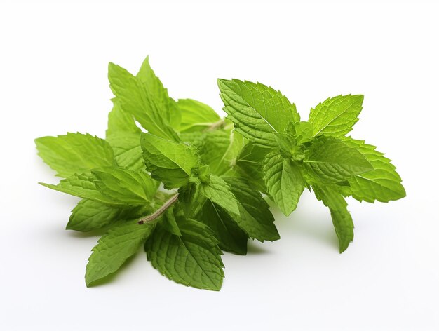 Holy Basil or Tulsi Plant on White Background