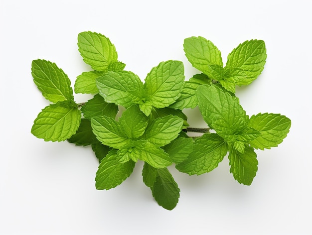 Holy Basil or Tulsi Plant on White Background