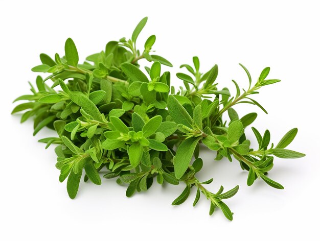 Holy Basil or Tulsi Plant on White Background