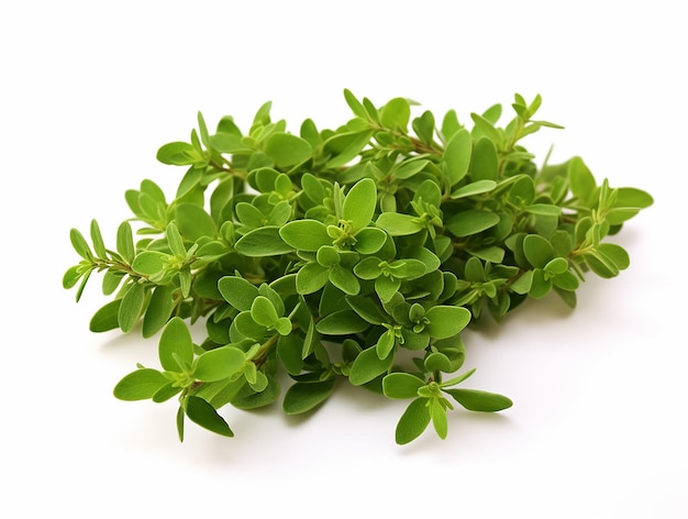 Holy Basil or Tulsi Plant on White Background