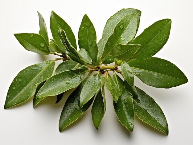 Holy Basil or Tulsi Plant on White Background