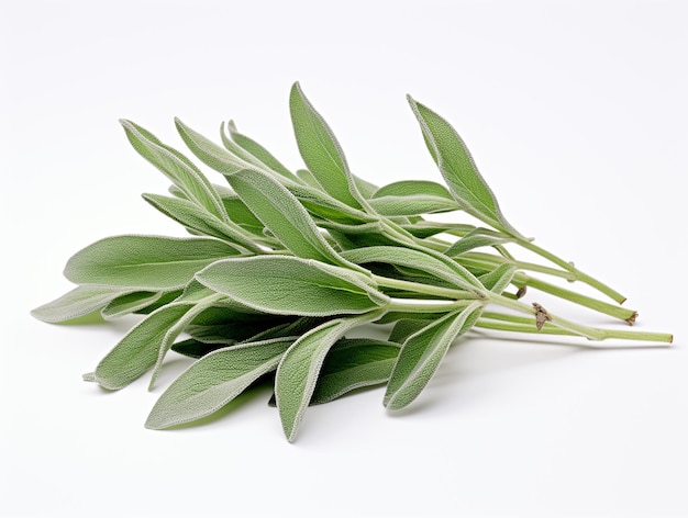 Holy Basil or Tulsi Plant on White Background