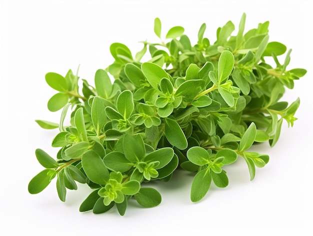 Holy Basil or Tulsi Plant on White Background